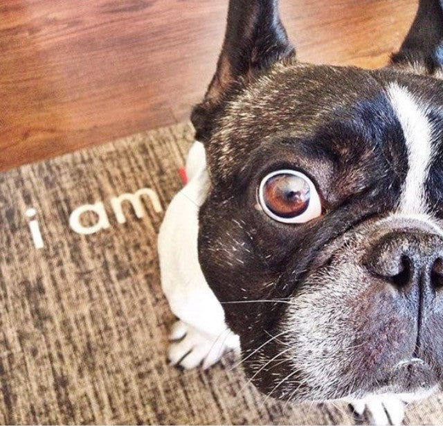 Affirmats Tips For A Healthy Down(DOG)-Apple Cider Vinegar For Pets