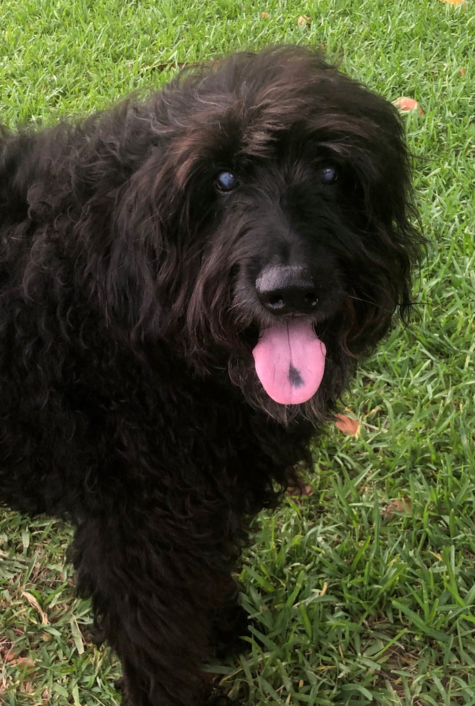 4 Steps To Treat Separation Anxiety In Dogs