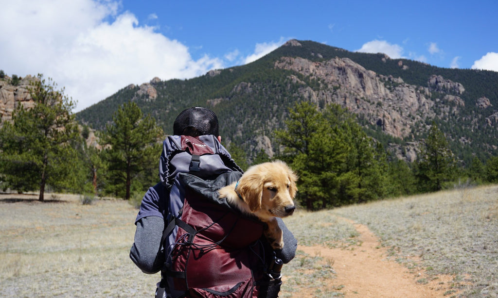 Short Guide: Backpacking With Dogs